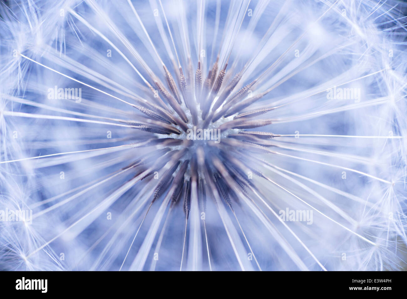 Dandelion seed hi-res stock photography and images - Alamy
