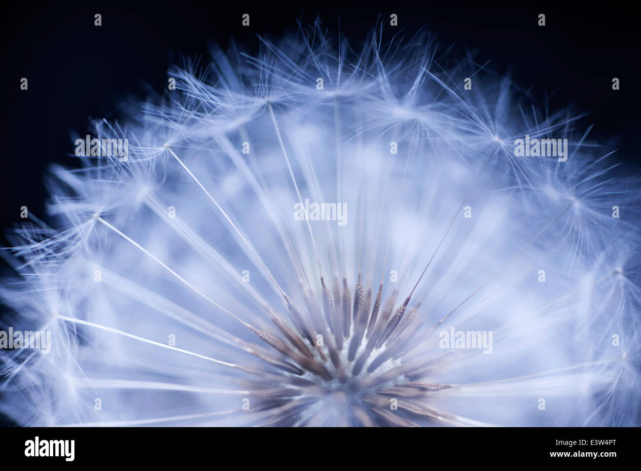 Dandelion seed head macro close up on black background Stock Photo