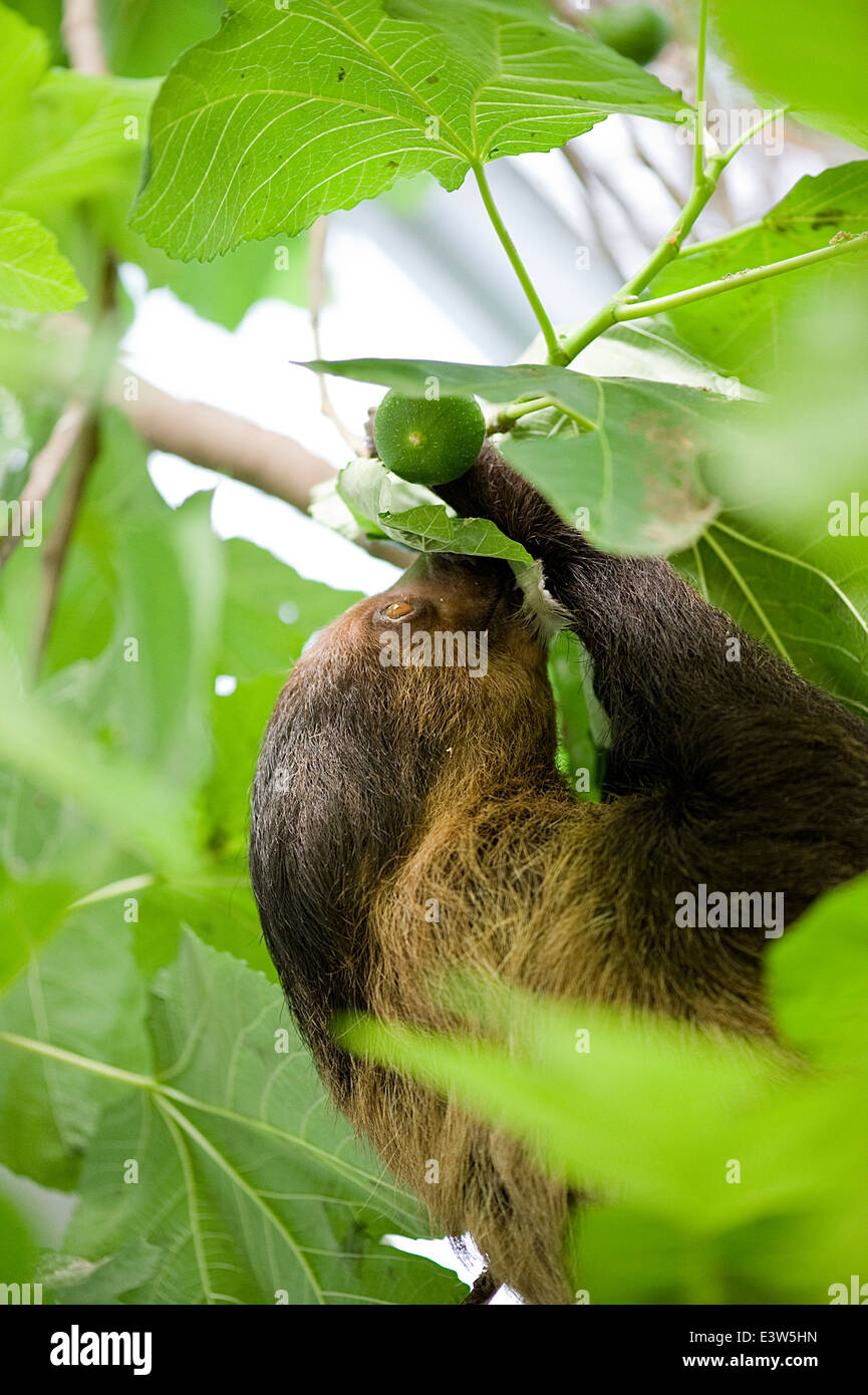 A Sloth amongst some trees Stock Photo