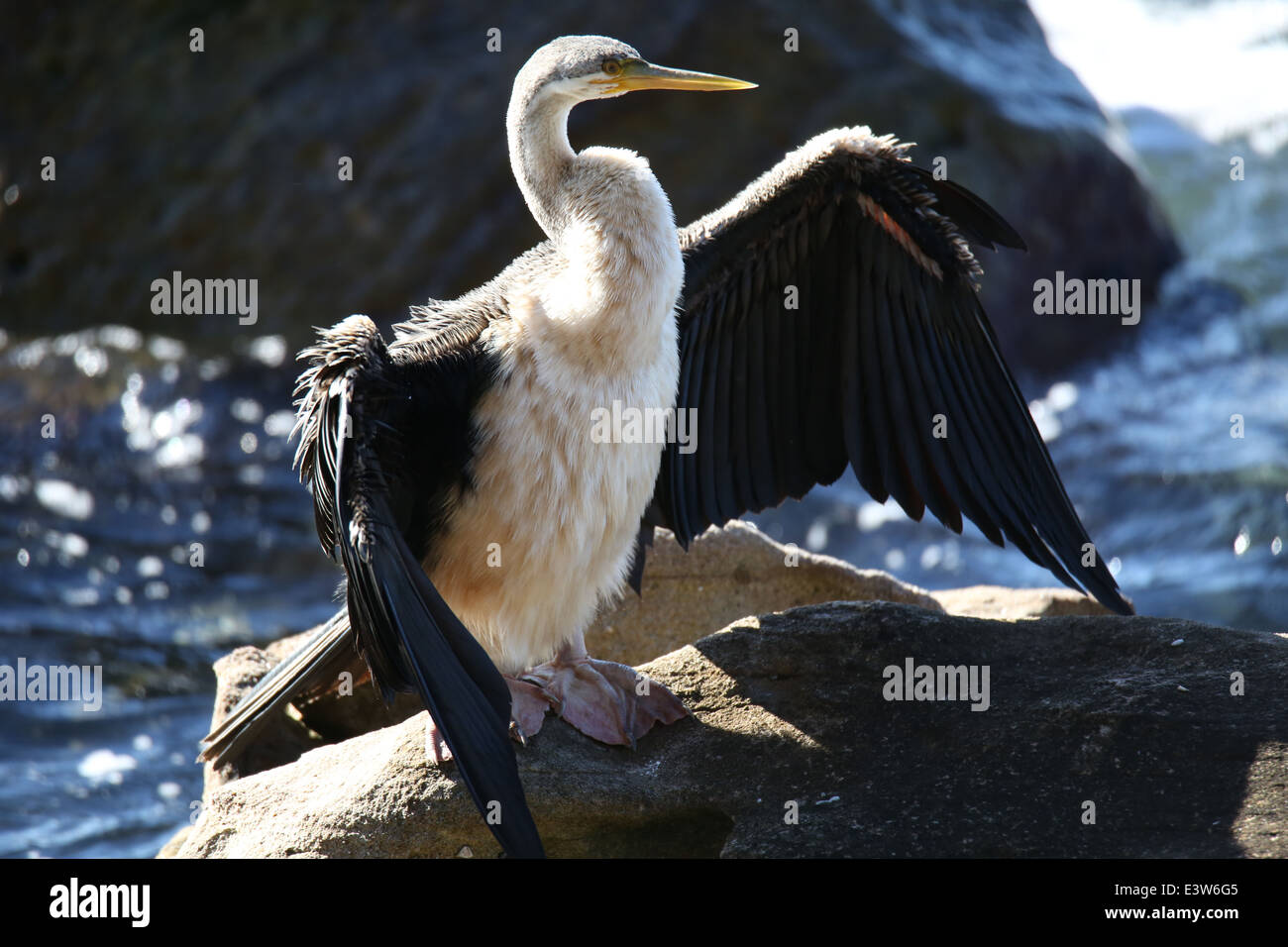 An Australasian darter (snakebird) basks in the sun to dry its wings on ...