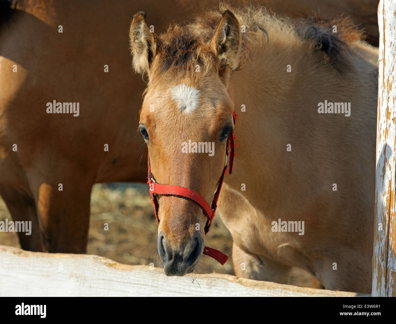 Beautiful brown haflinger foal in a paddock Stock Photo