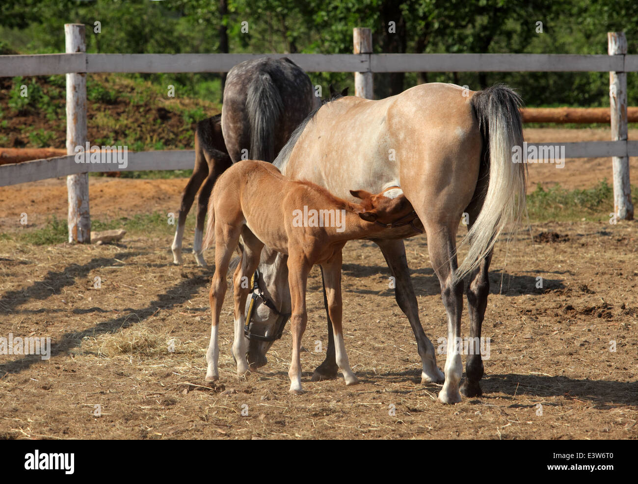 Horses family with the foal feeding from it's mother Stock Photo