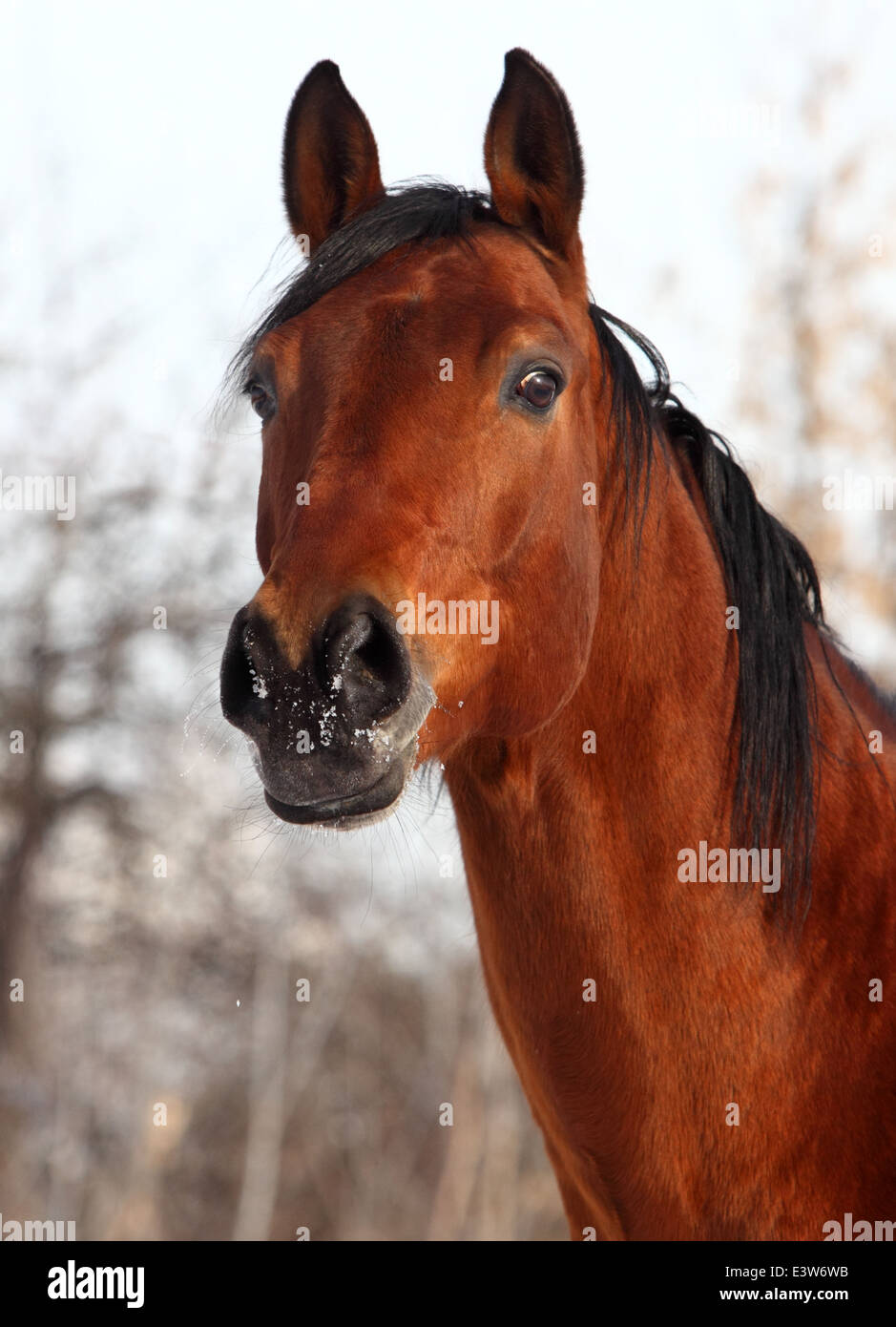 Thoroughbred race horse portrait in winter paddock Stock Photo