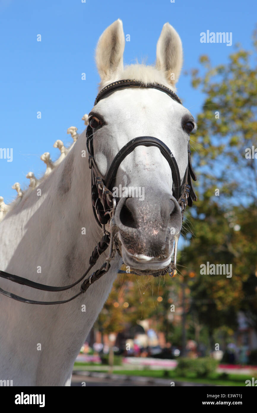 Thoroughbred race horse portrait in paddock Stock Photo