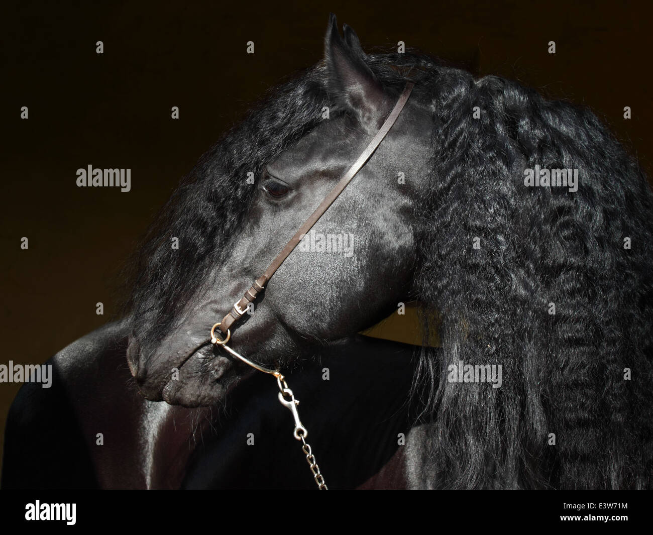 Friesian horse stallion portrait hi-res stock photography and images ...