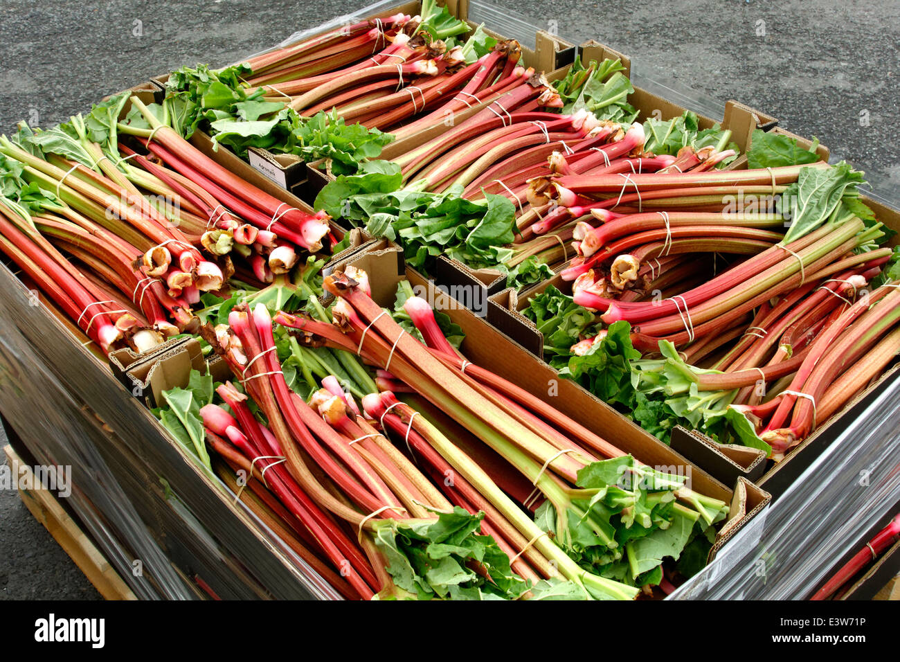 Rhubarb bunches, packed into boxes. Stock Photo