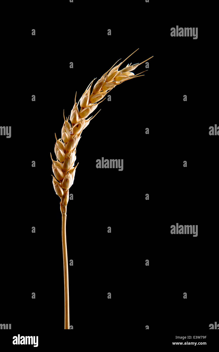 Wheat ear and straw isolated on black background with copy space. Agriculture, crop protection concept. Stock Photo