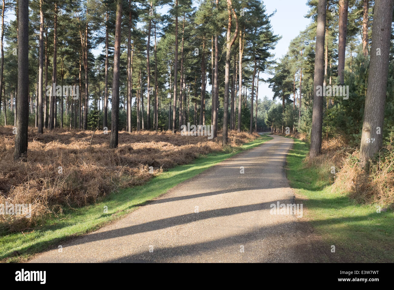 A forest road in Thetford Forest, Norfolk, England Stock Photo Alamy
