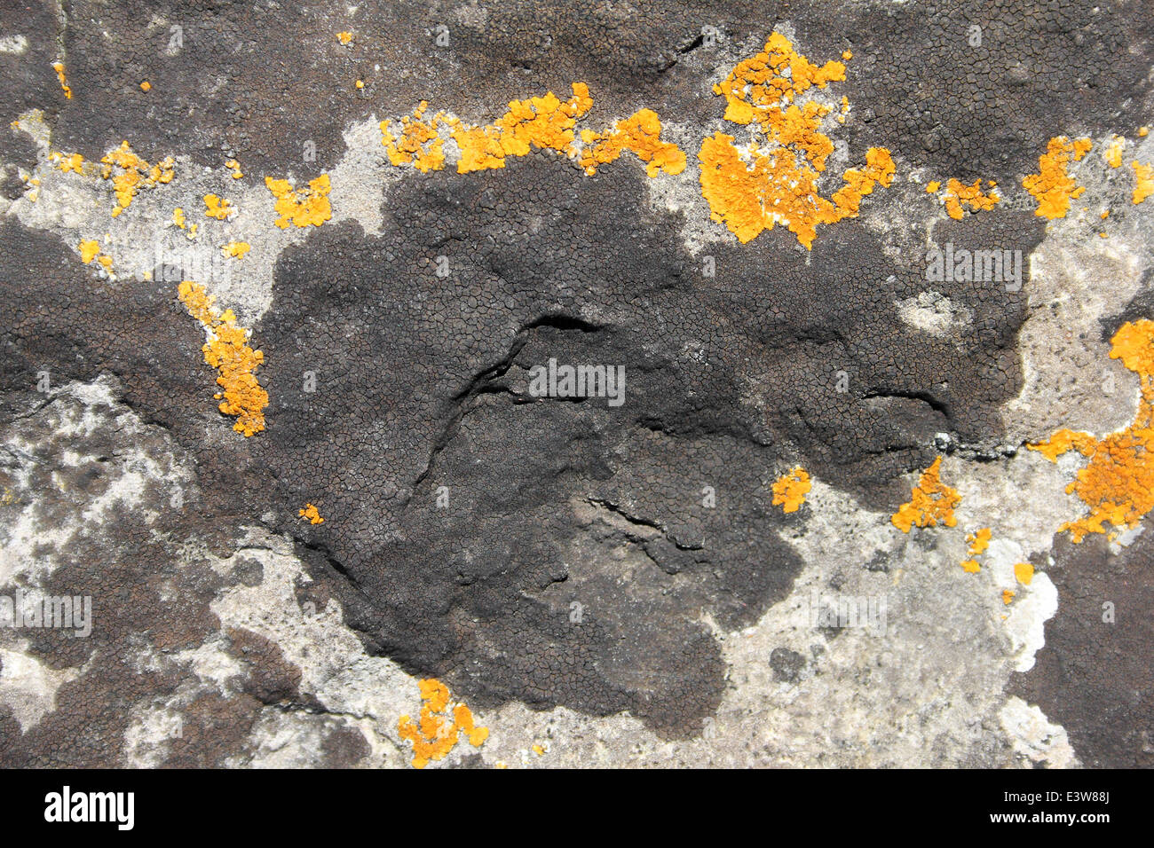 Maritime Lichens - Verrucaria maura (black) And Calcoplaca marina (yellow) Stock Photo