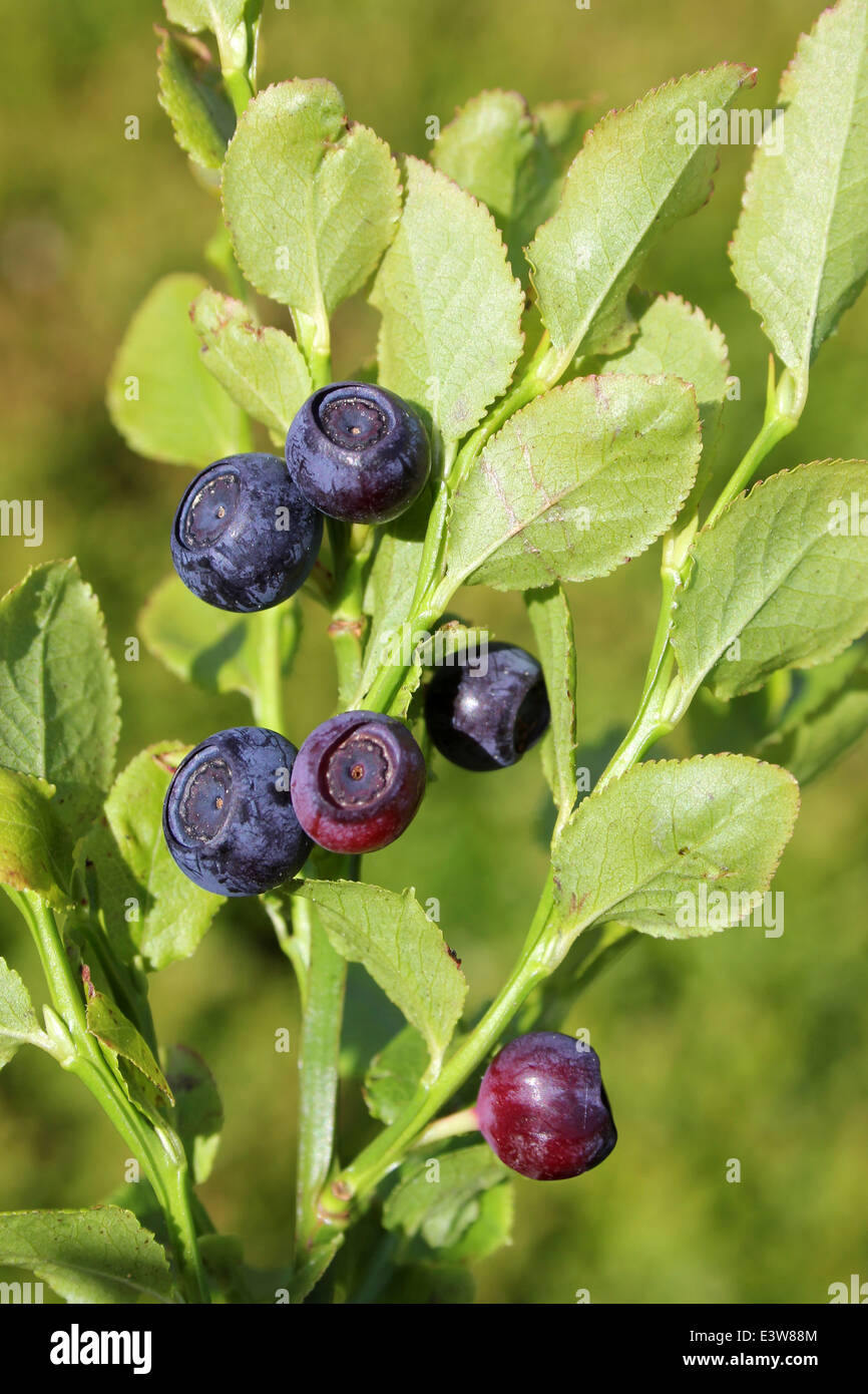 Bilberry  Vaccinium myrtillus Stock Photo