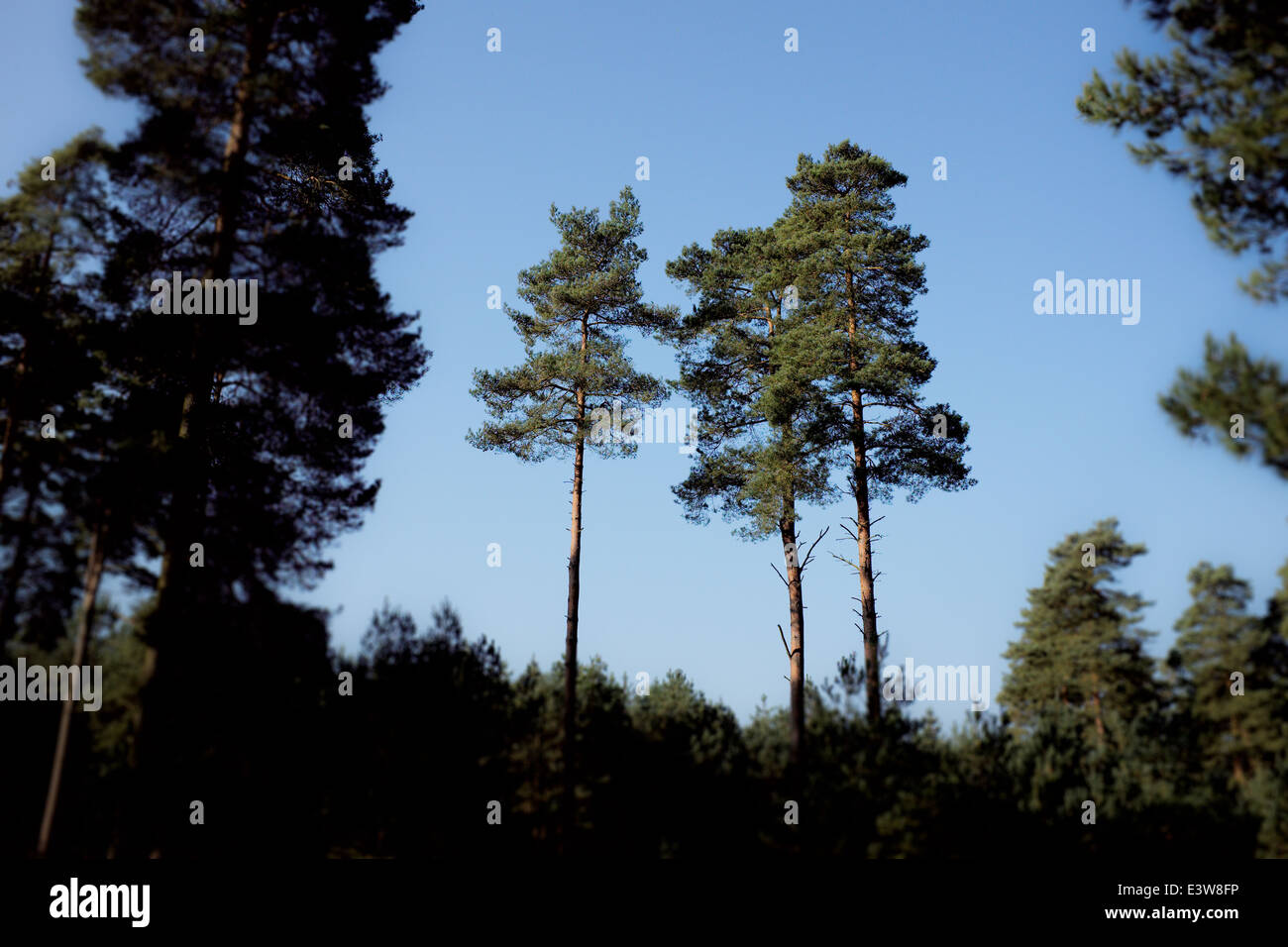 Thetford Forest Norfolk Suffolk Uk A Group Of Tall Scott S Pine Stock Photo Alamy