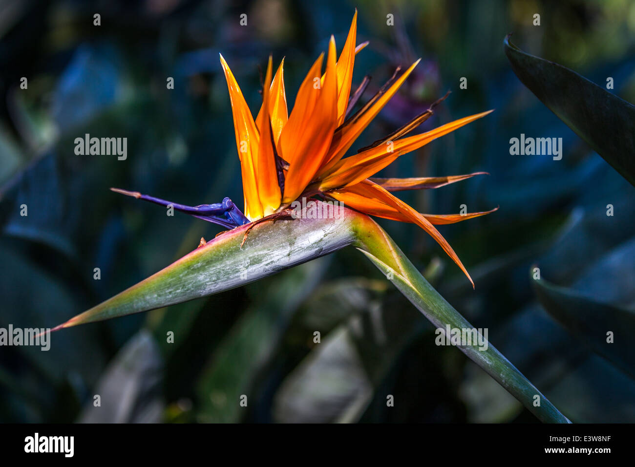Bird of Paradise Flower in Sunlight Stock Photo Alamy