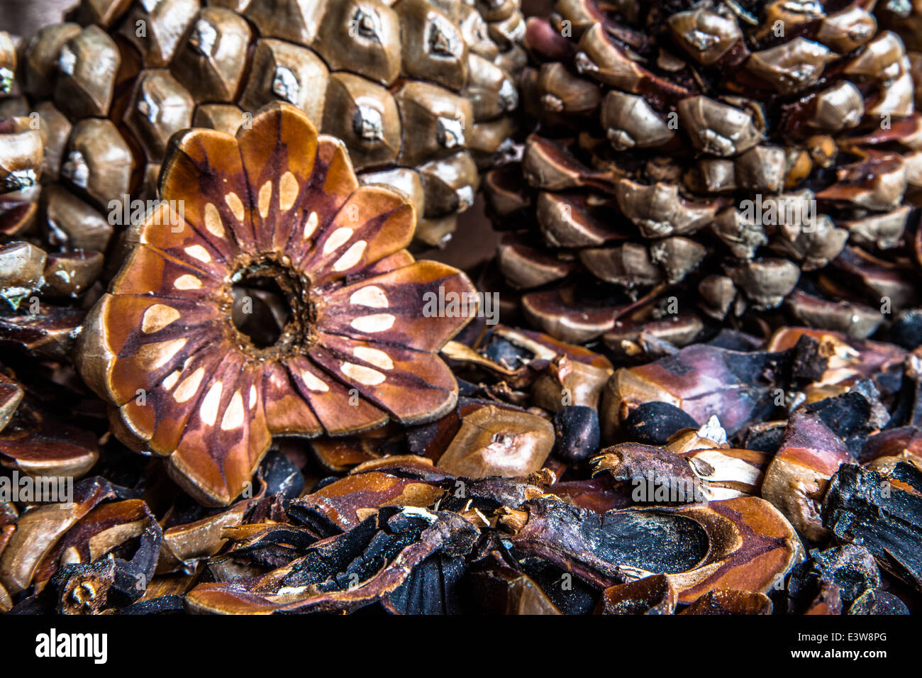 Pine Cone Arrangement pine cones, pine kernels and pine nuts Stock