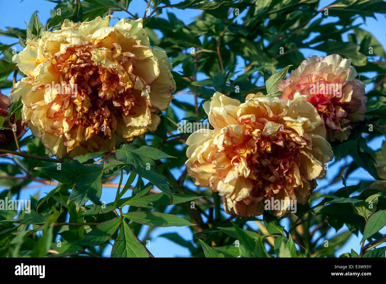 Tree Peony Paeonia 'Souvenir du Professor Maxime Cornu' or 'Kinkaku' Lutea hybrid Orange Yellow Flower Stock Photo