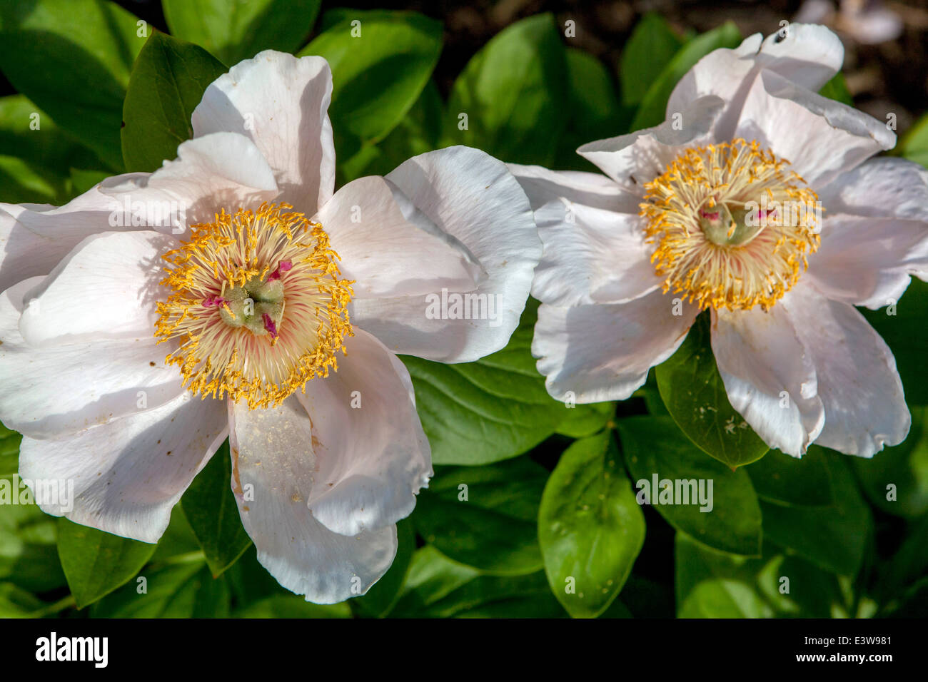 Paeonia suffruticosa, Peonies are perennial, semishrub and shrubs with alternate, pinnate, or deeply divided leaves Stock Photo