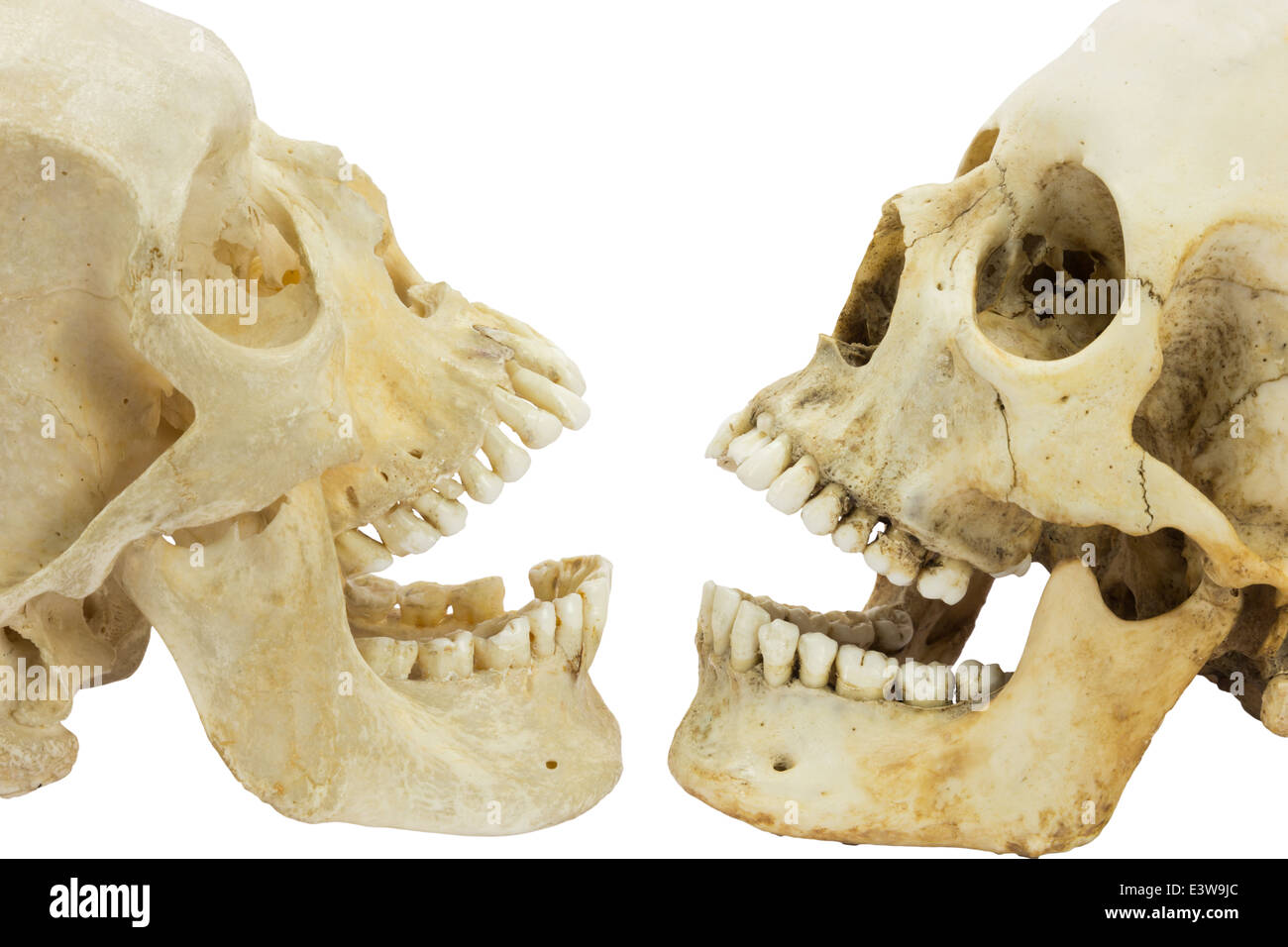 Two human skulls opposite of each other Stock Photo