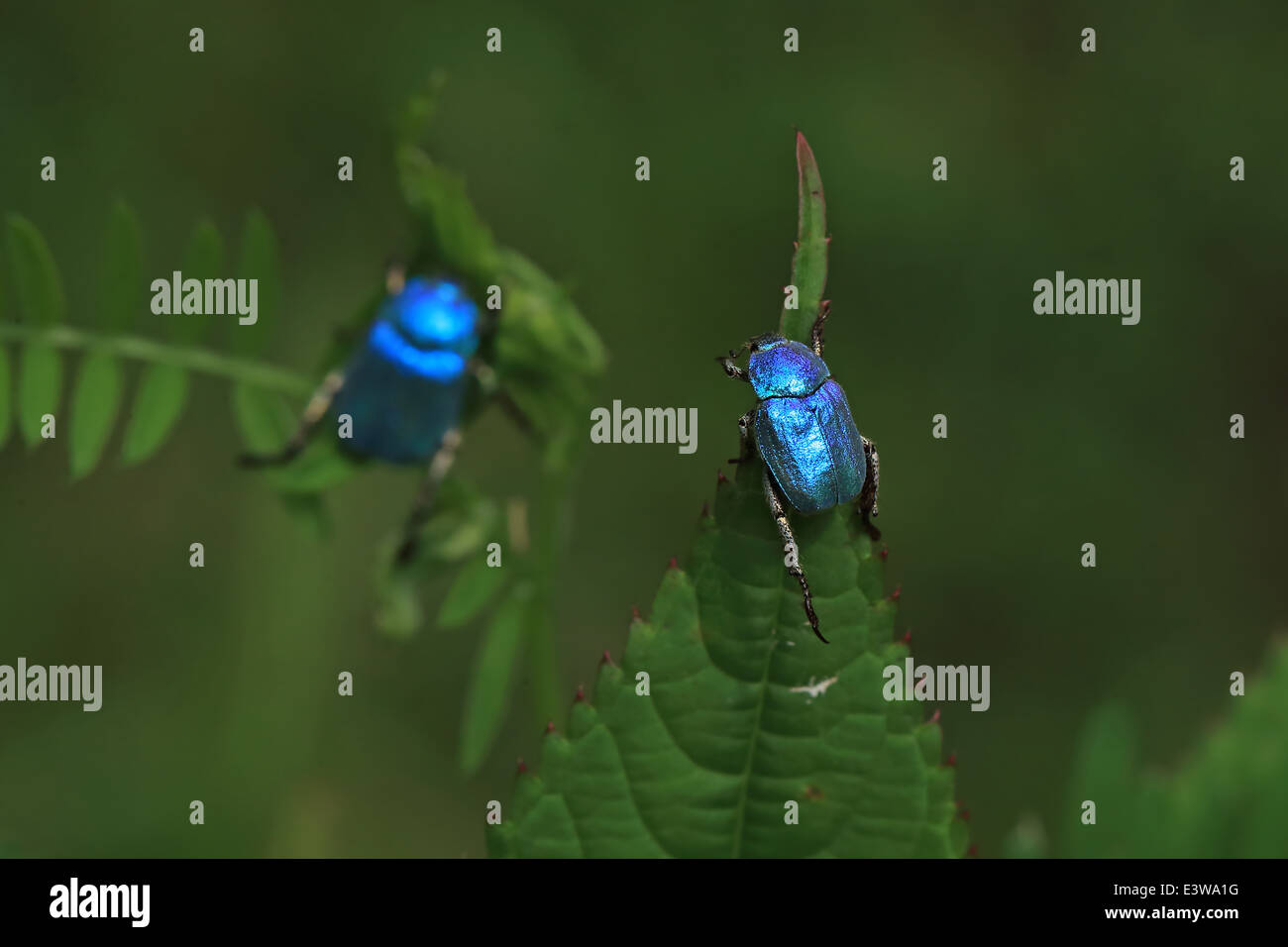 Cerulean Chafer (Hoplia caerulea) Stock Photo