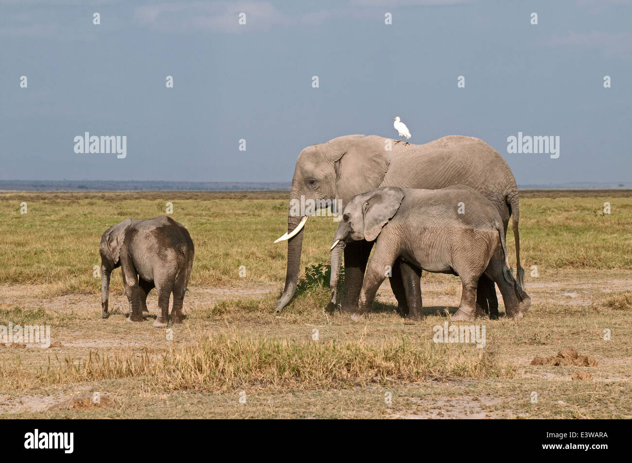 Female African Elephant and two offspring one around eight and the other about five years old in Amboseli National Park Kenya Stock Photo