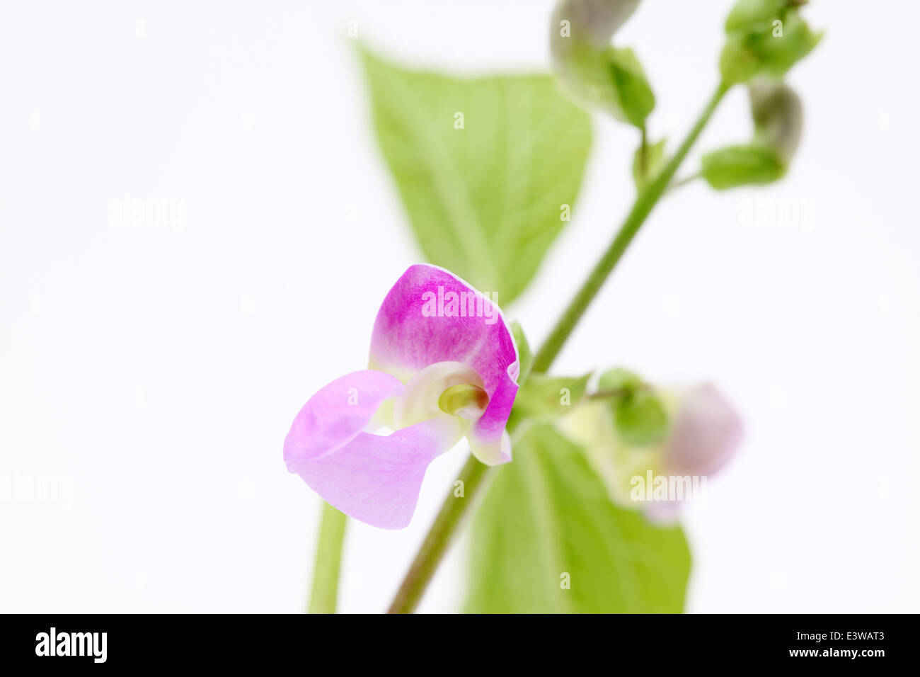 green bean flower on white background Stock Photo
