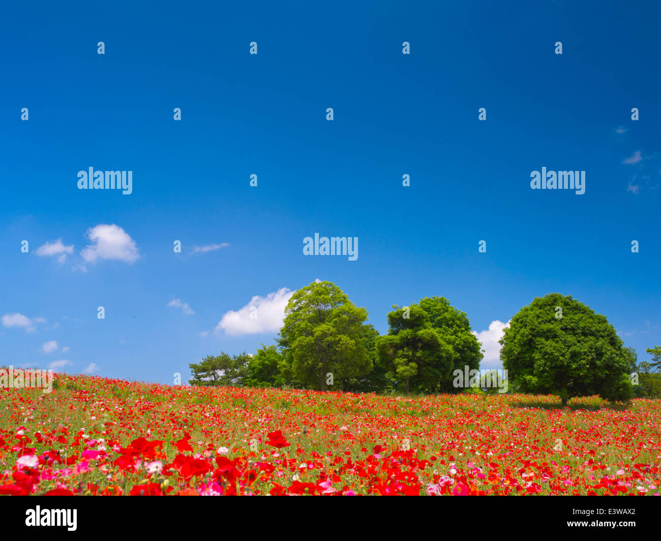 Flower garden and sky Stock Photo - Alamy