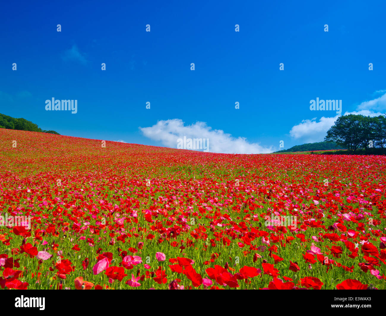 Flower garden and sky Stock Photo - Alamy