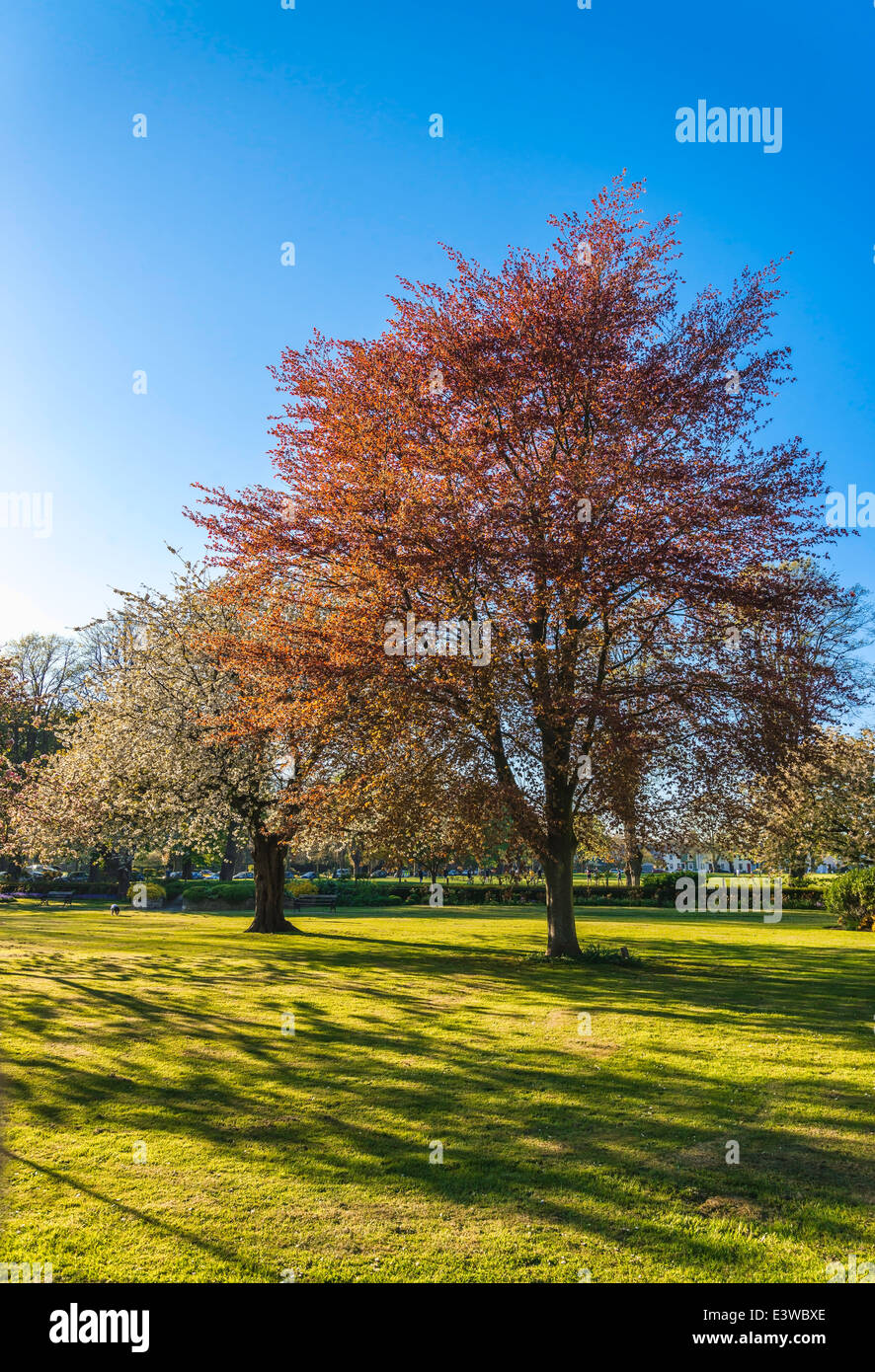 Springtime trees in Litten Gardens, Chichester, West Sussex Stock Photo