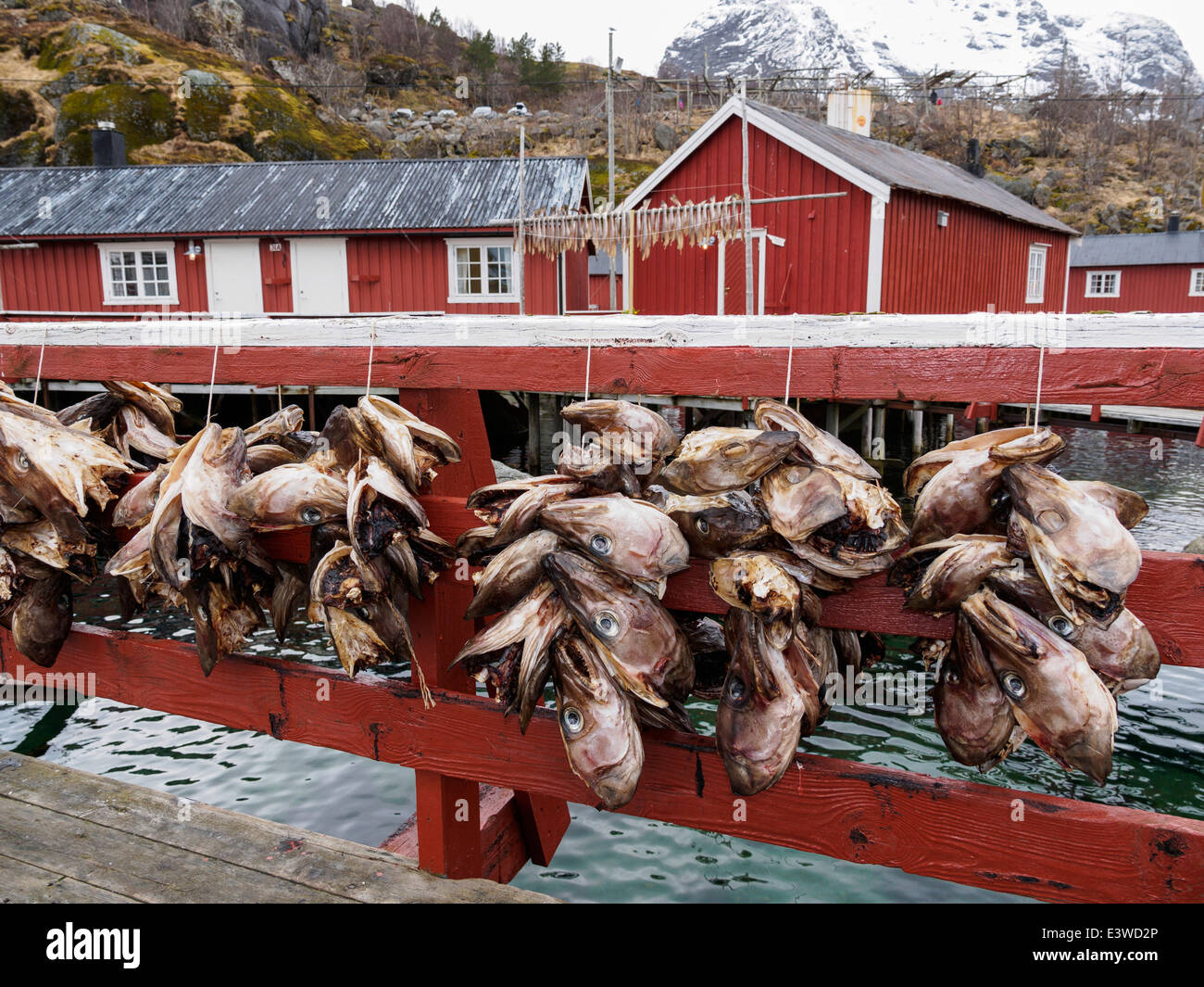 Foto de Bacalhau De Secagem Do Stockfish Na Vila Piscatória De Nusfjord Em  Noruega e mais fotos de stock de Noruega - iStock