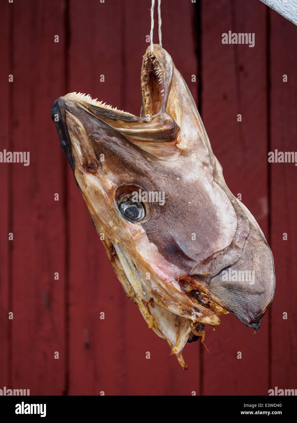 A Stockfish (cod) head is hung up to dry in Nusfjord on the Lofoten islands in Norway. Stock Photo
