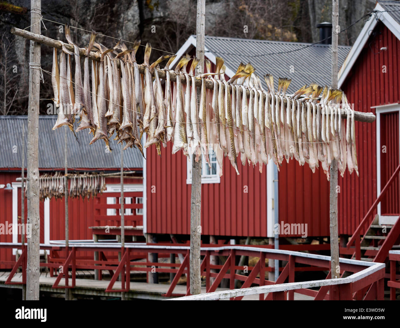Stockfish (cod) is hung up to dry in Nusfjord on the Lofoten islands in Norway. Stock Photo