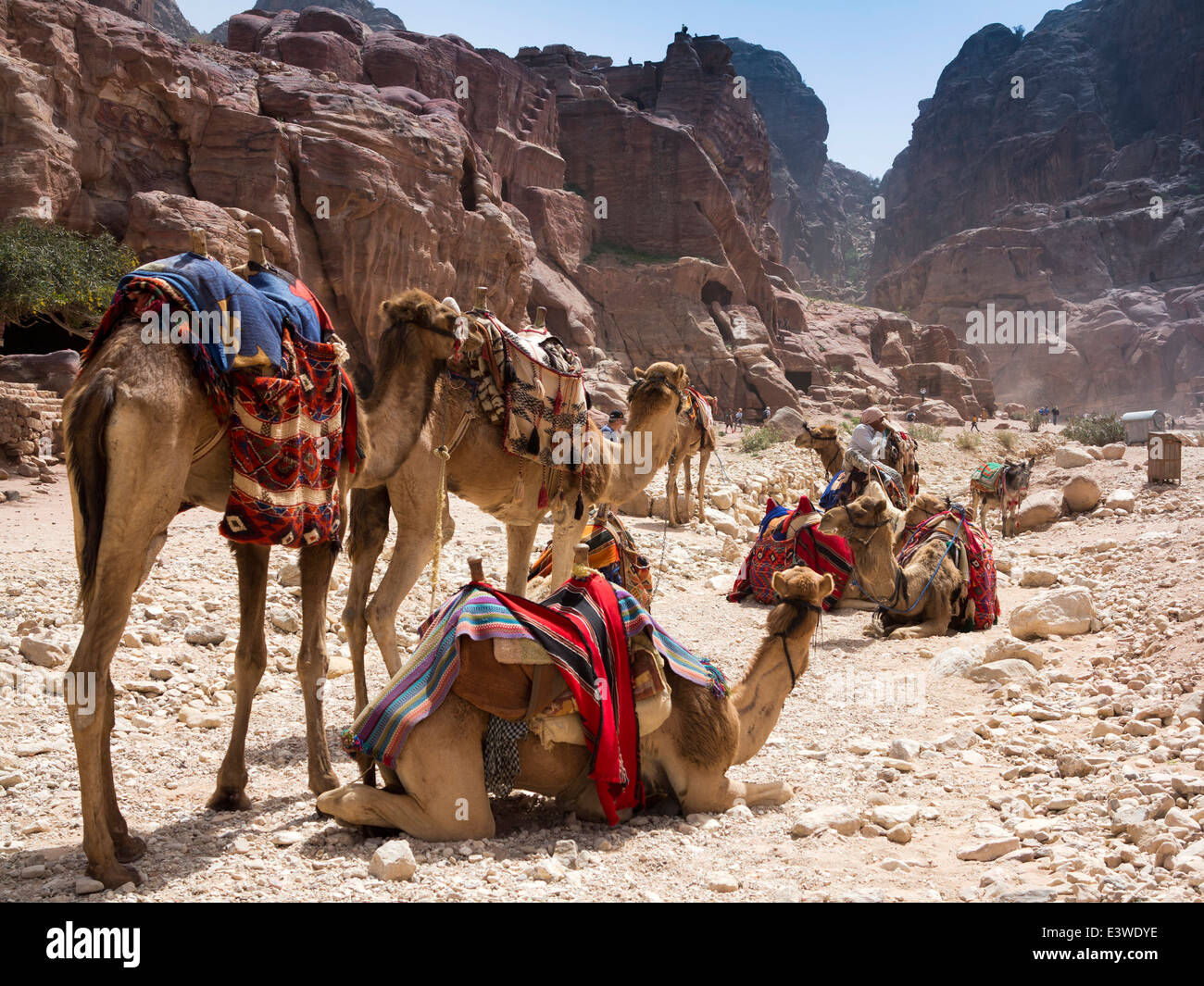 Jordan, Arabah, Petra, camels waiting to give tourists ride Stock Photo