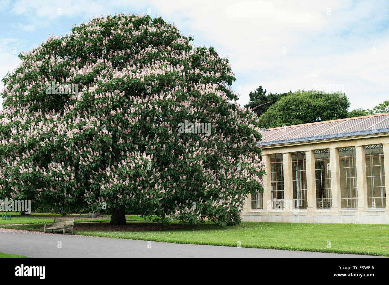 Aesculus indica 'Sydney Pearce'. Indian horse chestnut 'Sydney Pearce' in flower at Kew Gardens. London, England Stock Photo