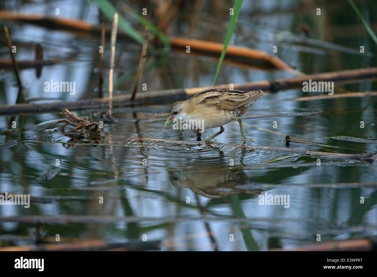 Little Crake (porzana Parva Stock Photo - Alamy