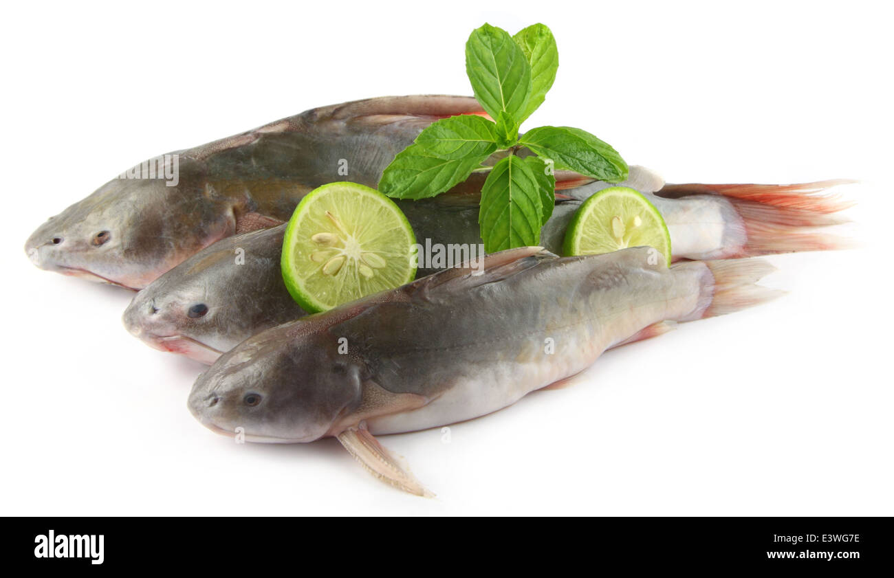 Rita fishes of Bangladesh over white background Stock Photo