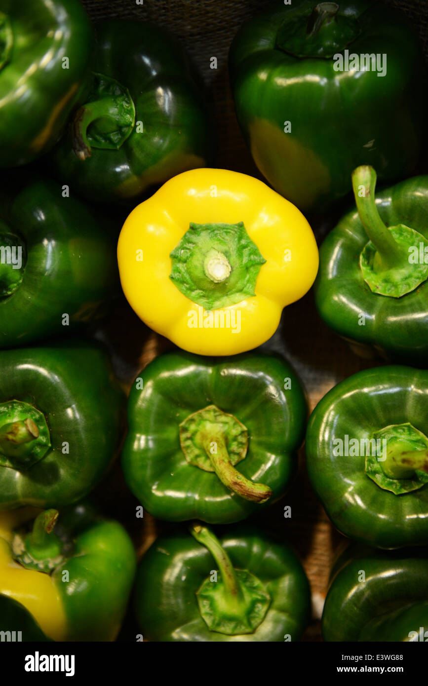 One yellow pepper amongst green peppers (Capsicum) Stock Photo