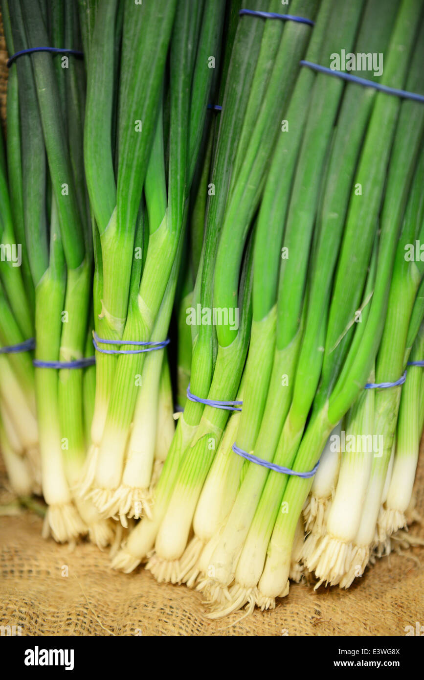 Scallions (Spring onions) Stock Photo