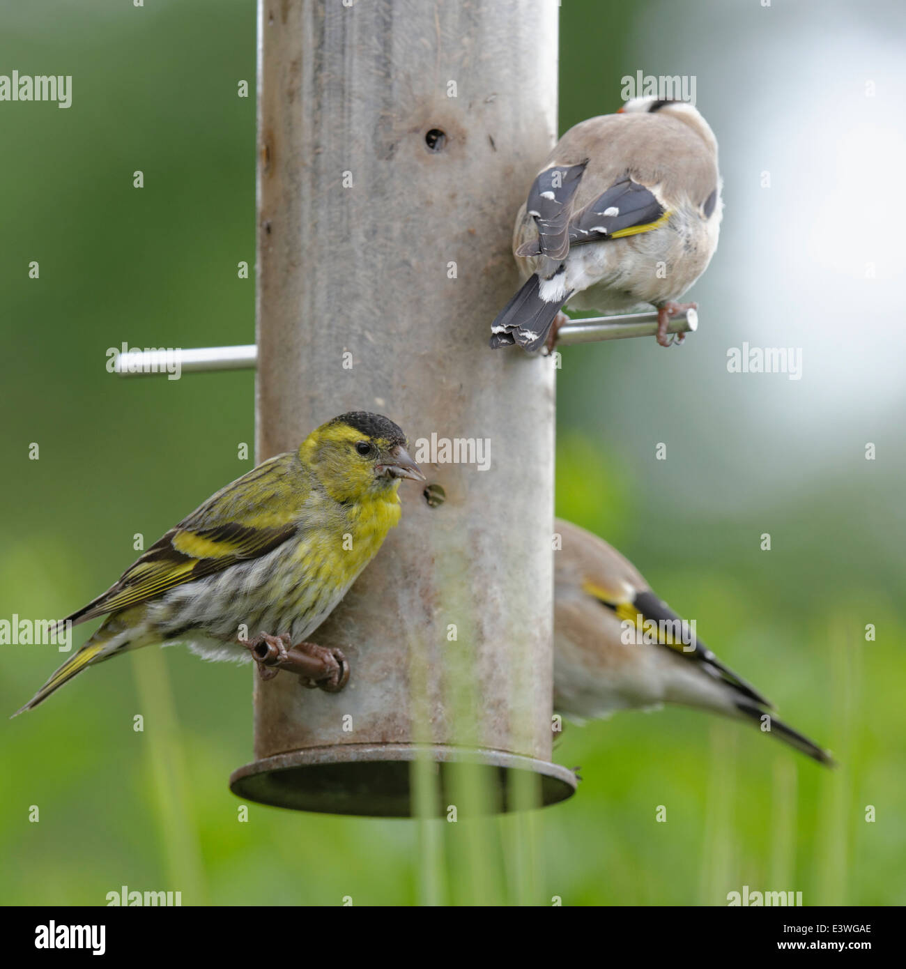 Different Bird Species Share A Nyger Seed Feeder Stock Photo