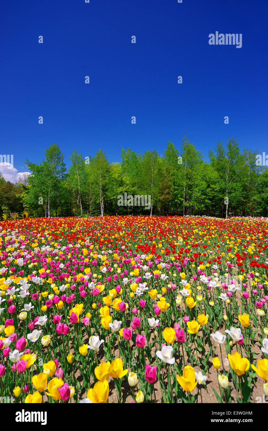 Flower garden and sky Stock Photo - Alamy