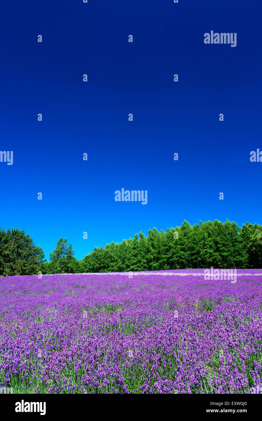 Flower garden and sky Stock Photo - Alamy