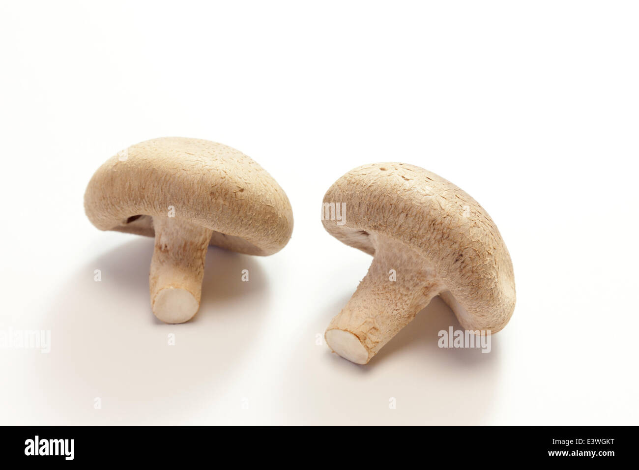 Shiitake genus hires stock photography and images Alamy