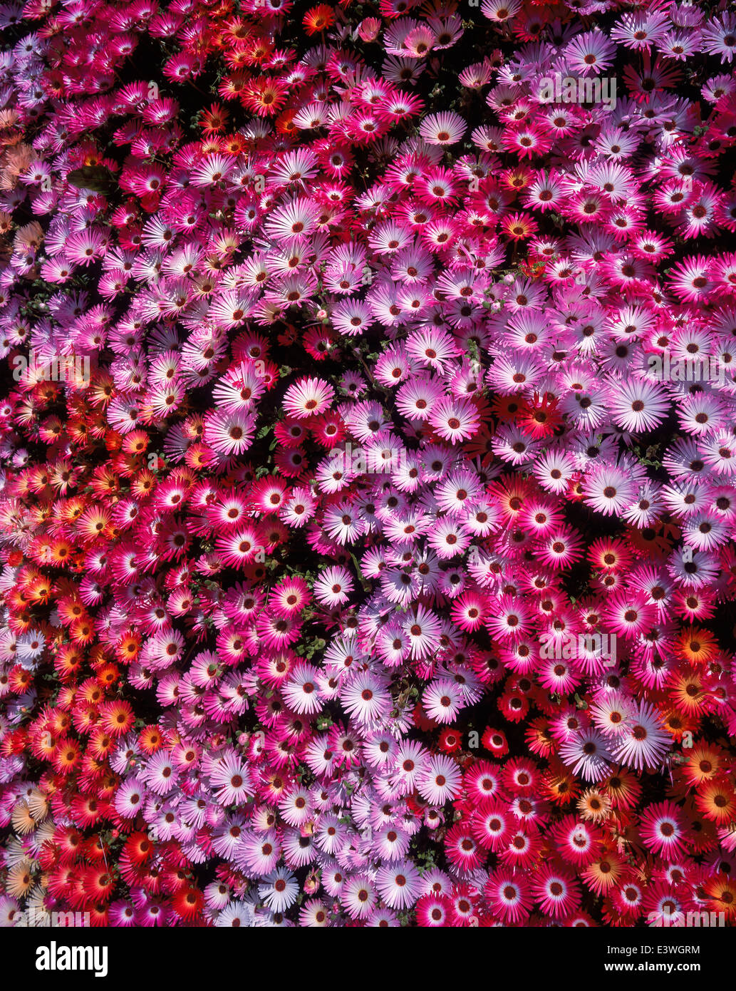 Summer annual flowers, Iceland Stock Photo Alamy