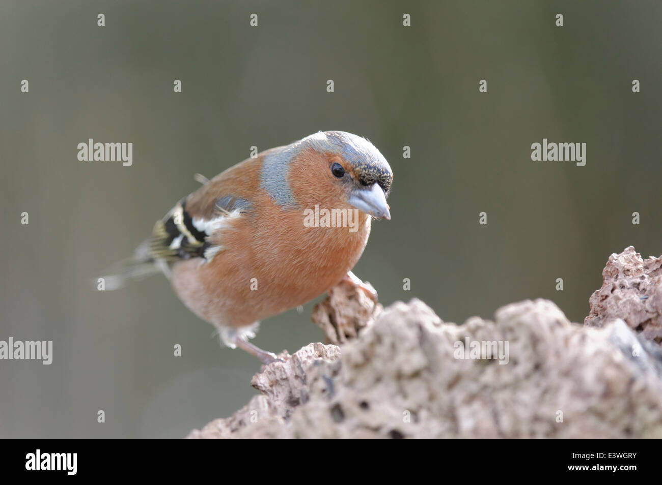 Chaffinch : Common Welsh Garden Birds Stock Photo - Alamy