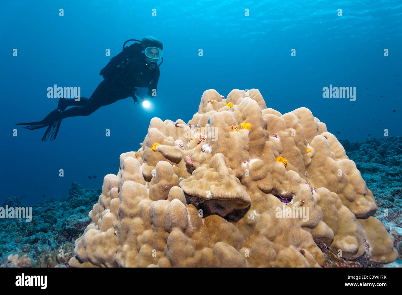 Scuba diver looking at a coral block with Christmas Tree Worms (Spirobranchus giganteus), Bora Bora, Leeward Islands Stock Photo