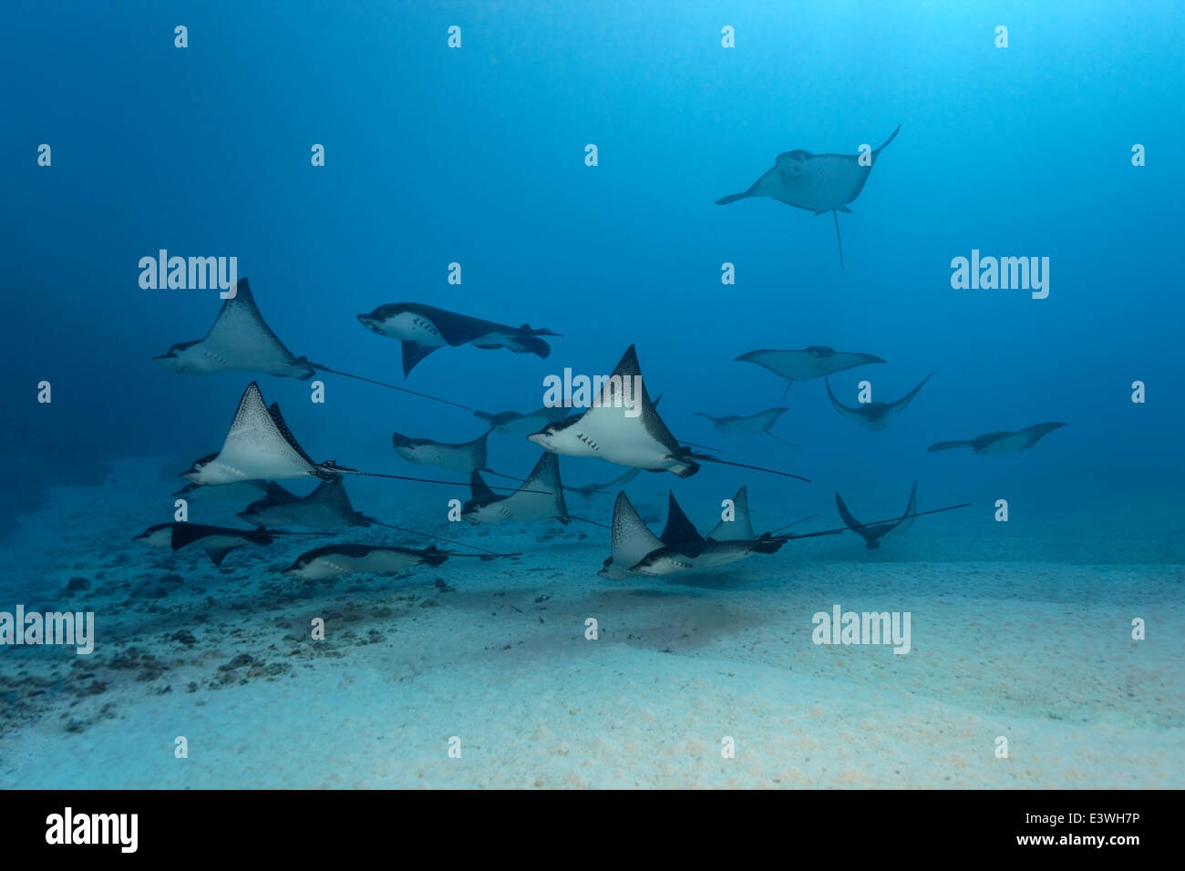 School of Spotted Eagle Rays (Aetobatus narinari) over a sandy sea floor, Bora Bora, Leeward Islands, Society Islands Stock Photo