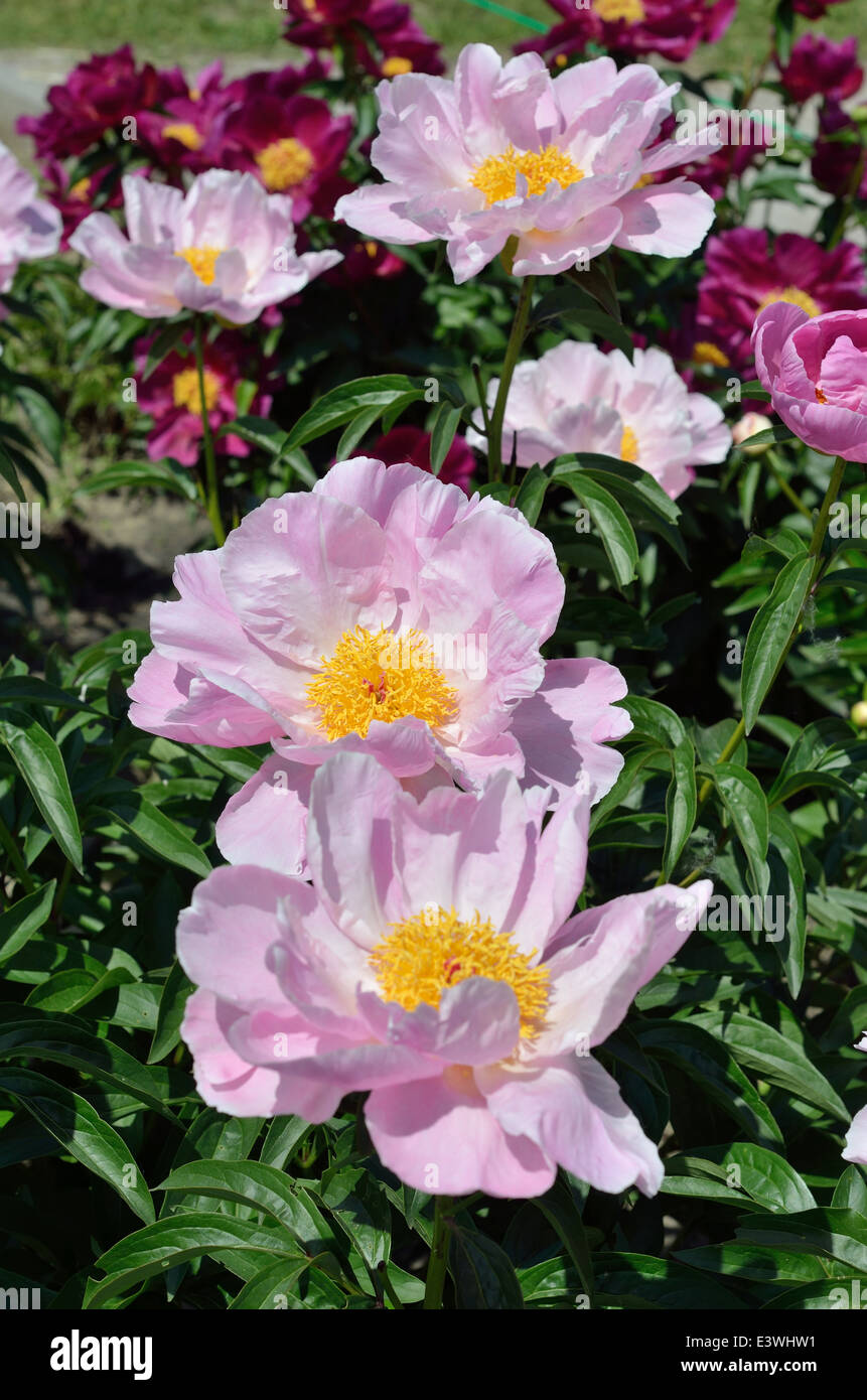 Flower bed of peonies Stock Photo Alamy