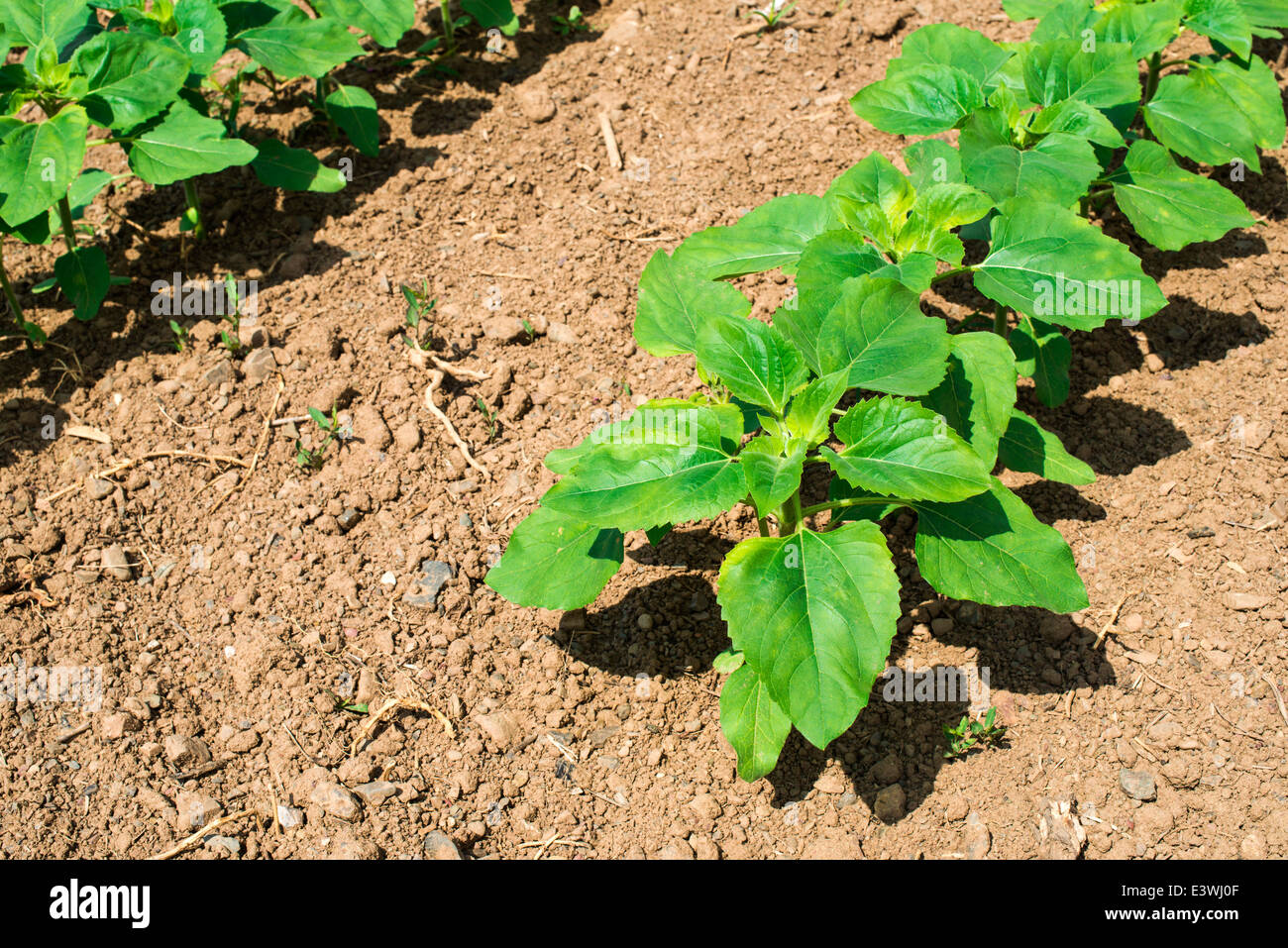 Young sunflower plantations. Sun light Stock Photo Alamy