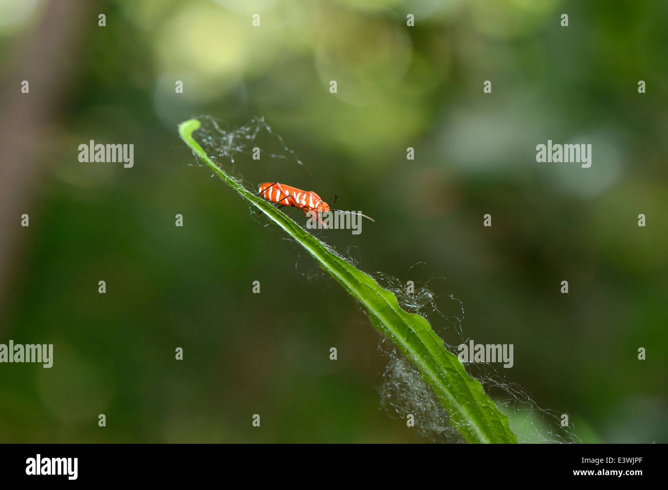 Fire on cotton hires stock photography and images Alamy
