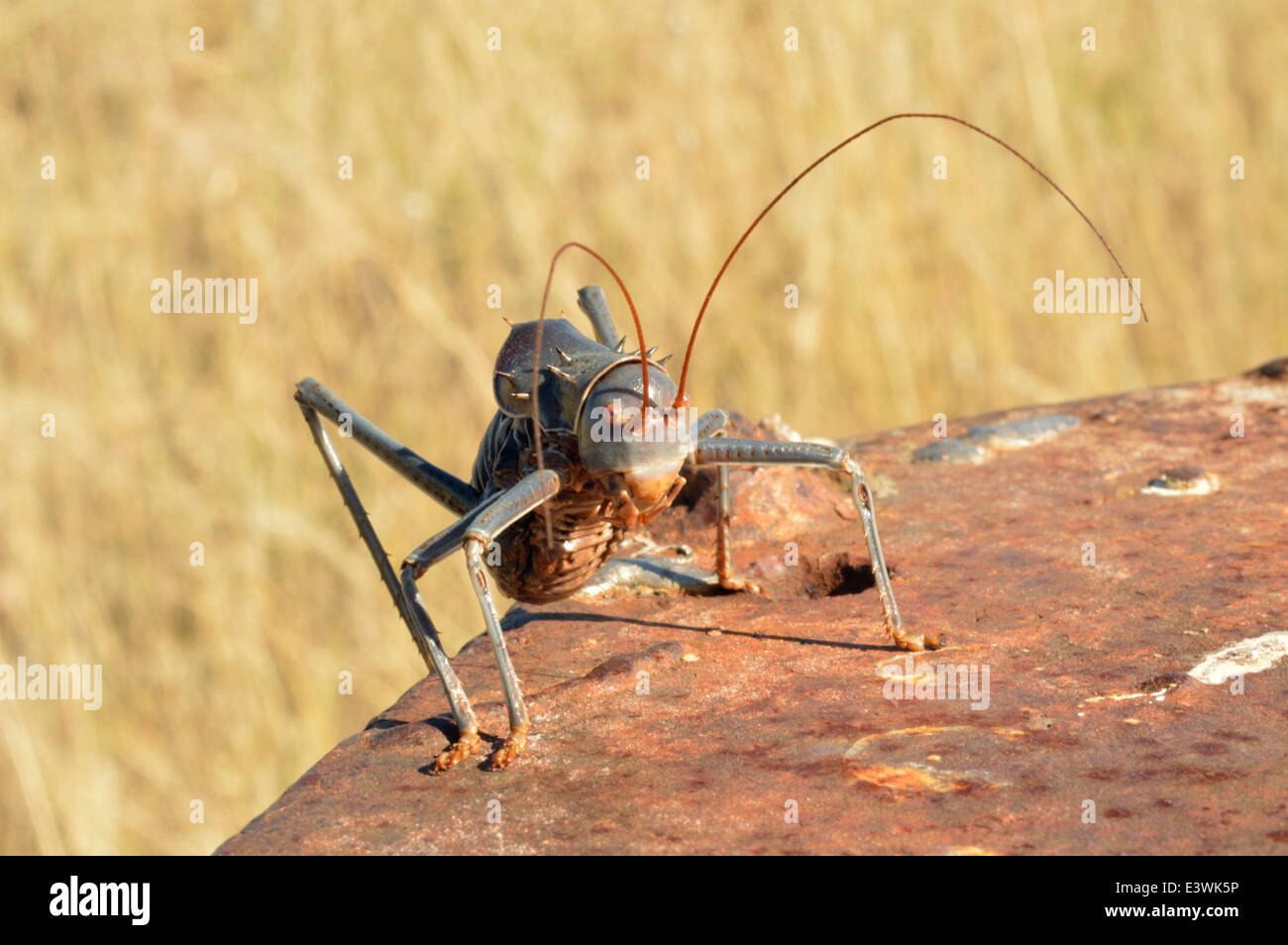 Armoured ground cricket (Acanthoplus discoidalis: Tettigoniidae) armoured bush cricket, corn cricket, Namibia Stock Photo