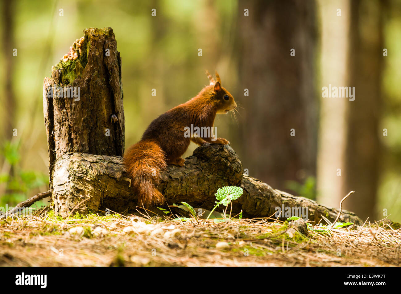 Red Squirrel Watching For Predators Stock Photo