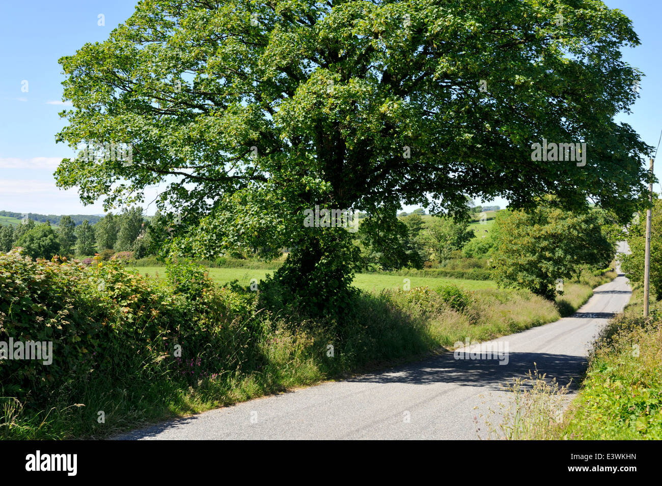 Wales countryside and small lane near St Clears, Carmarthenshire Stock Photo