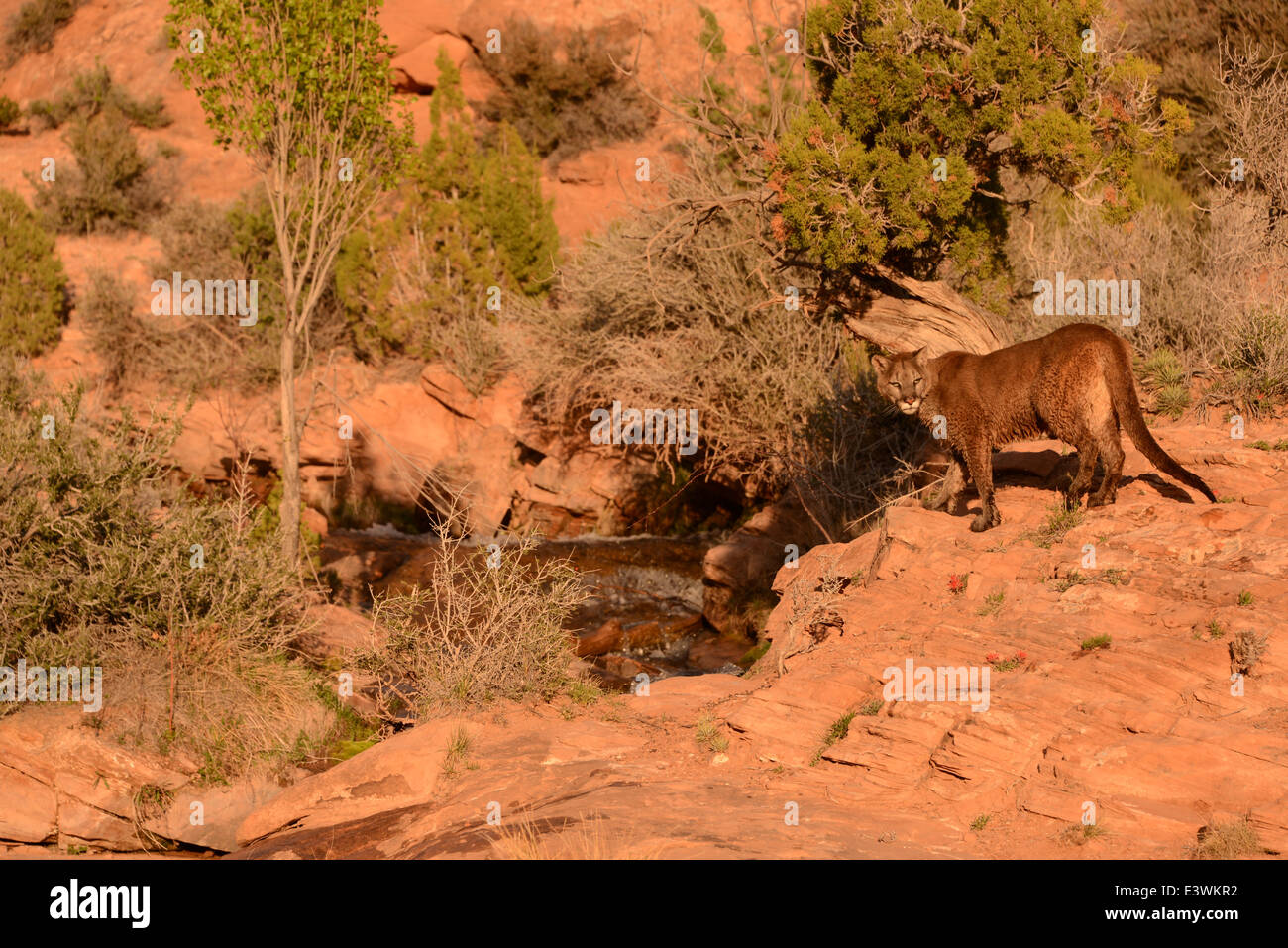 mountain lion by river Stock Photo - Alamy